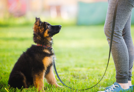 Guide to Buying a Good Dog supplements for joints