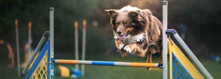 Benefits Of Visiting A Dog Boot Camp York, PA