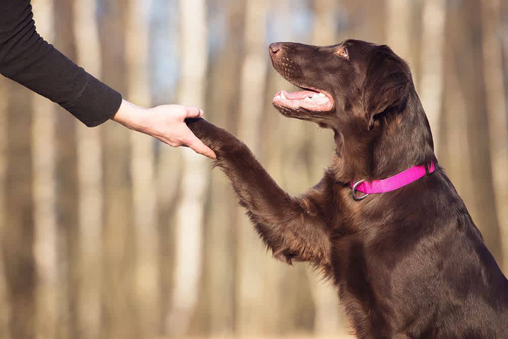 Vitamins And Supplements For Dogs: What Are They And How Do They Work?