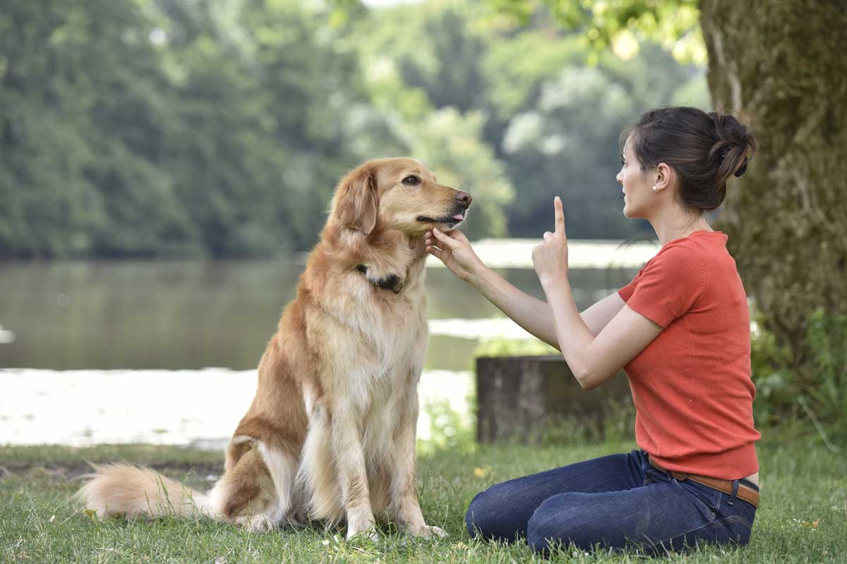 Dog Obedience Sparks Maryland – Expert Training for a Happier Pet