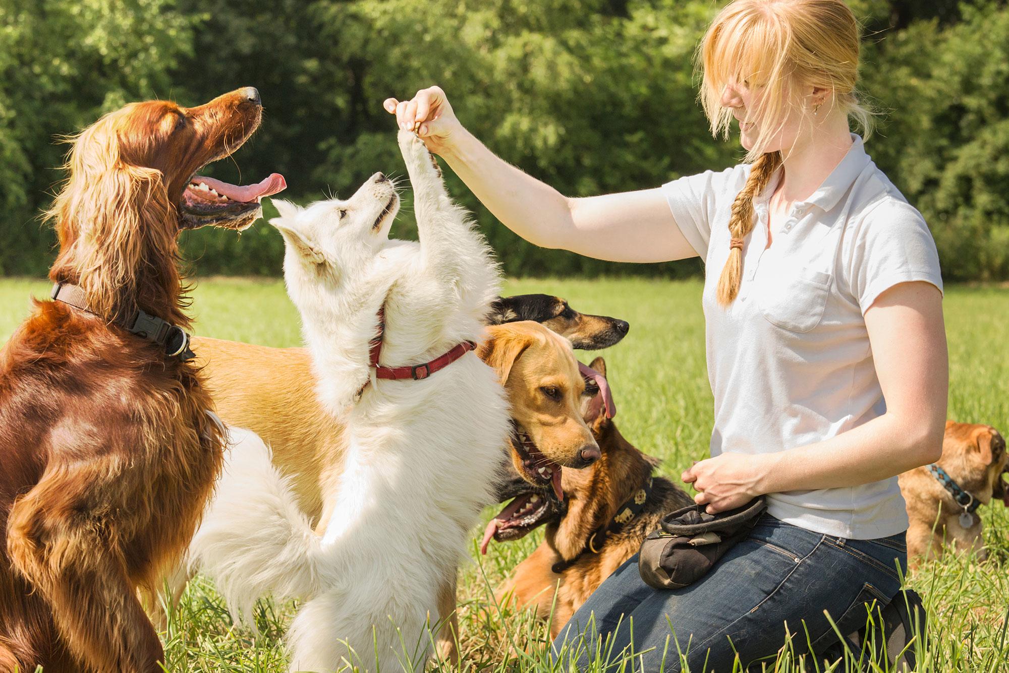 The Ultimate Guide to Puppy Training in Baltimore