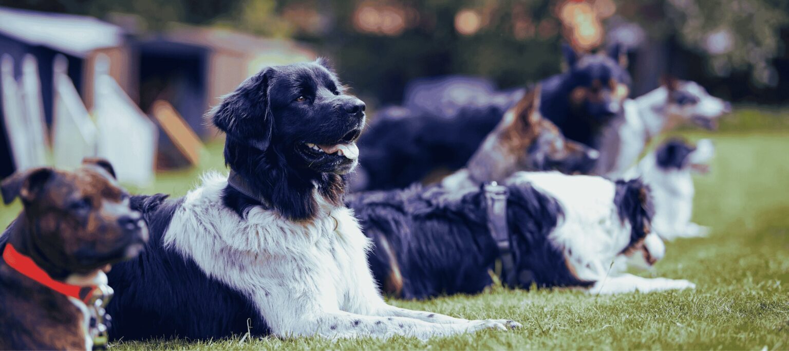Transform Your Companion: Find the Best Dog Boot Camp Baltimore Has to Offer!